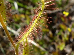 Drosera cistiflora leaf
